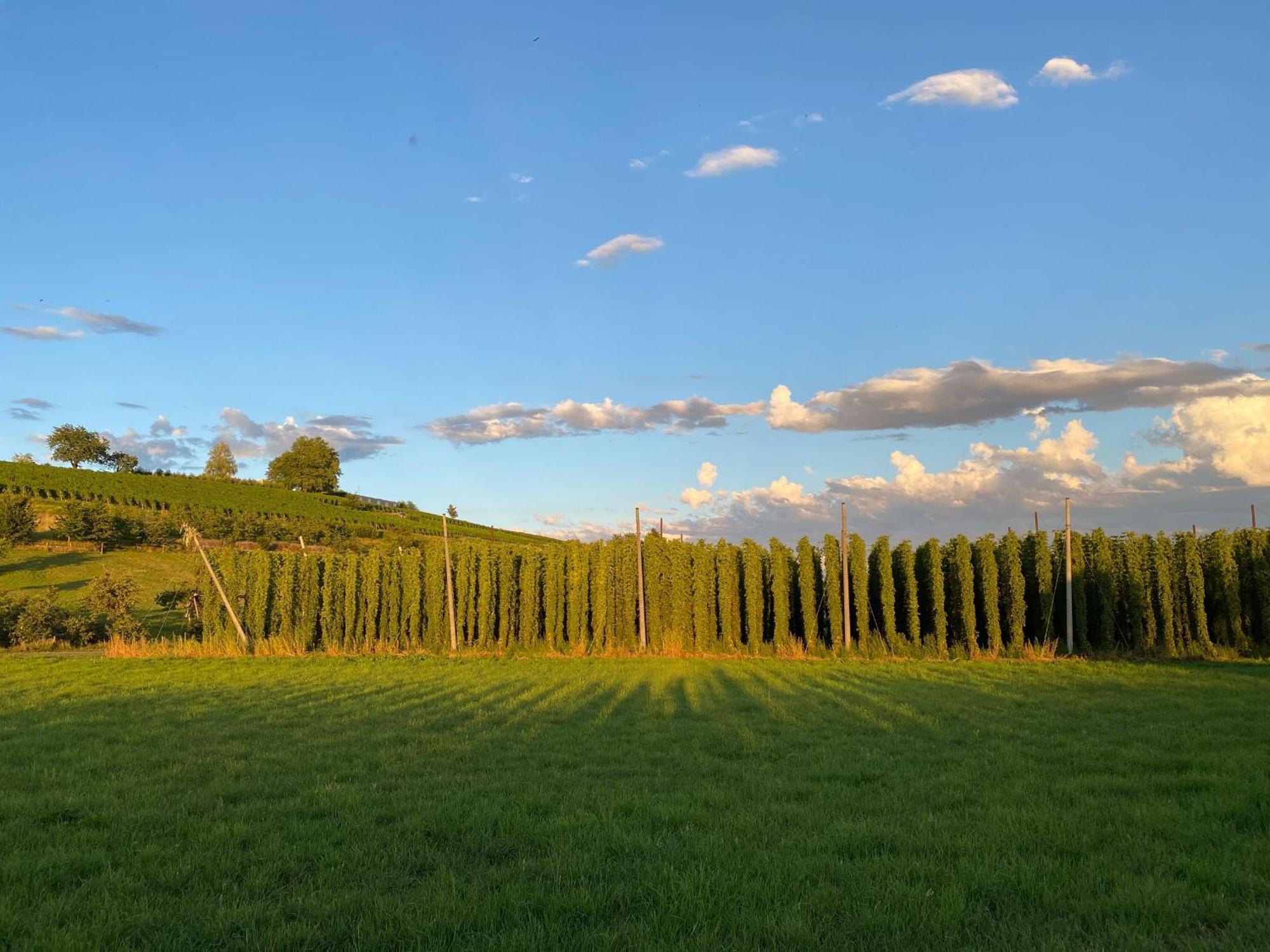 Beim Dorfbach - Die Hofchalets 博登湖畔克雷斯波洛 外观 照片